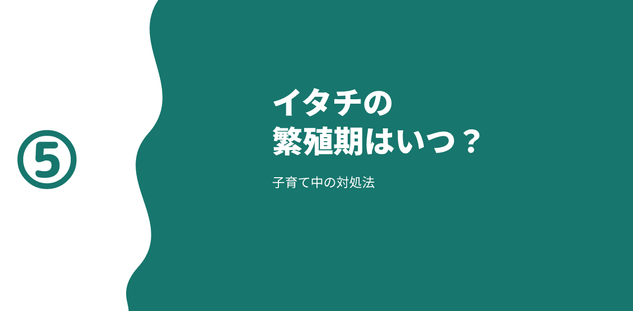 イタチの繁殖期はいつ？子育て中の侵入口封鎖に注意【2026年】