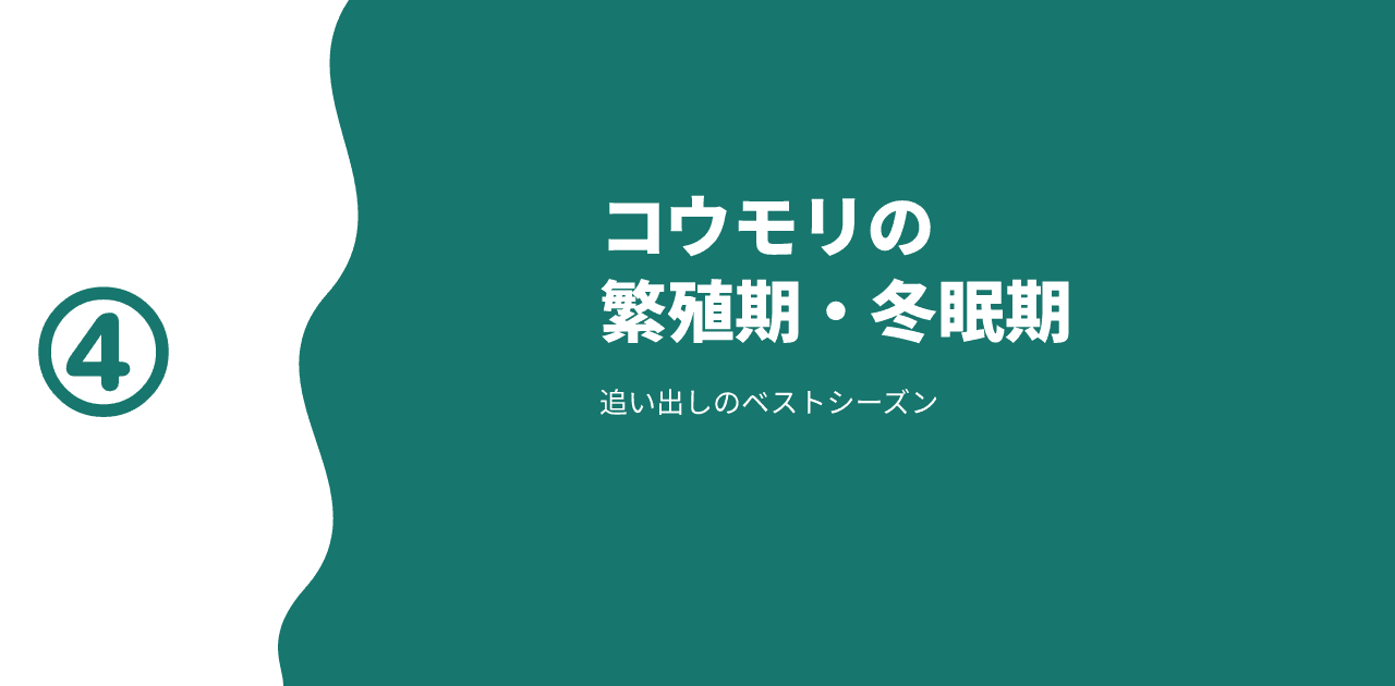 コウモリの繁殖期・冬眠期はいつ？追い出しのベストシーズン