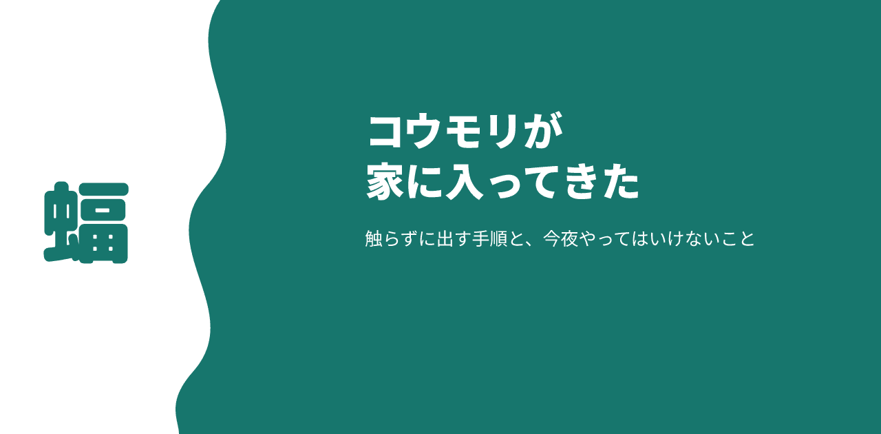 部屋に入ってきたコウモリを触らずに外へ出す手順と、その夜にやってはいけないことを扱う記事のアイキャッチ